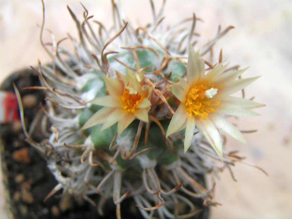 Turbinicarpus flaviflorus